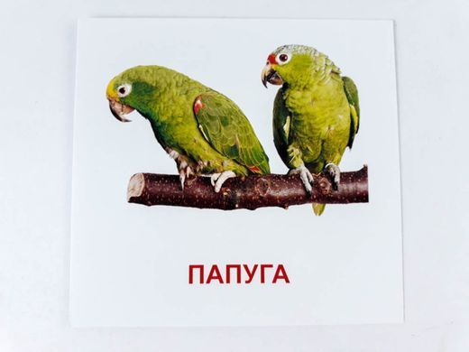 Картки міні: Птахи